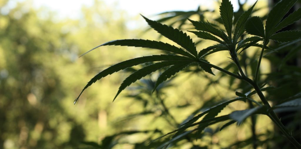 cannabis plant growing outdoors under sunshine