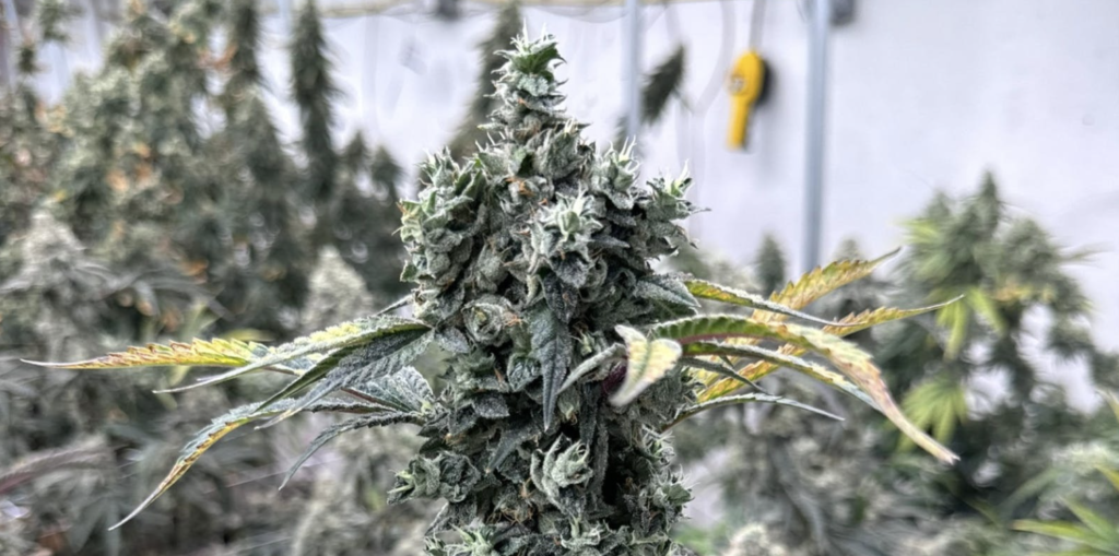 image3 Six Point Cannabis cola growing in garden