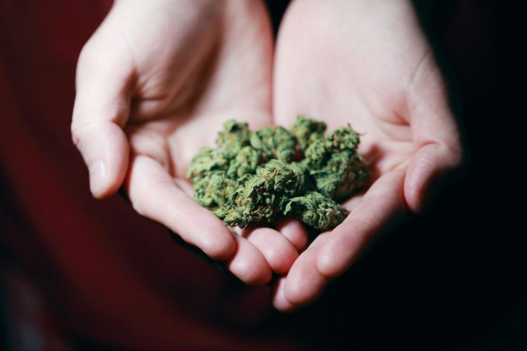 A close-up shot of cannabis flower in a person’s hand. Source - Pexels
